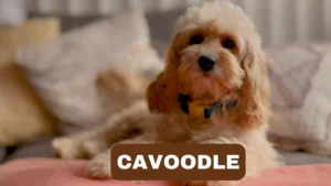 Cavoodle: Get to Know All About the Cute Hybrid Dog Breed 4 Cavoodle: Get to Know All About the Cute Hybrid Dog Breed