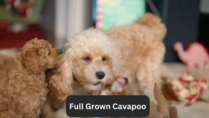 Cavapoo Full Grown - What to Expect as Your Puppy Matures 7 Cavapoo Full Grown – What to Expect as Your Puppy Matures