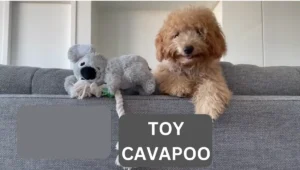 Toy Cavapoo -A Bundle of Joy in a Petite Package 1 Toy Cavapoo -A Bundle of Joy in a Petite Package