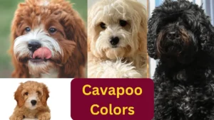 Cavapoo Coat Colors - Black, White, Red, Apricot, Brown and Cream 3 Cavapoo Coat Colors – Black, White, Red, Apricot, Brown and Cream