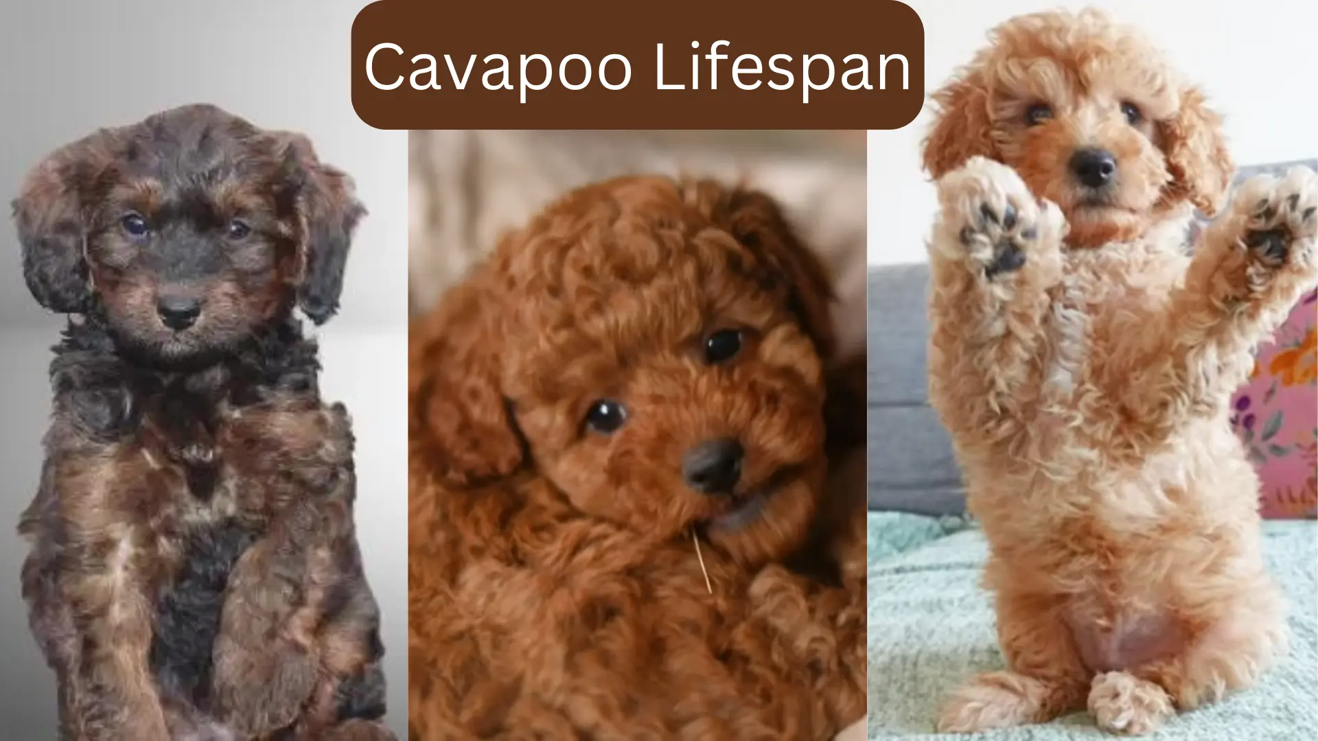 Cavapoo Lifespan: Learn How to Maximize It