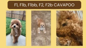 F1b Cavapoo vs F1 Cavapoo: Generations Detailed Comparison 2 F1b Cavapoo vs F1 Cavapoo: Generations Detailed Comparison