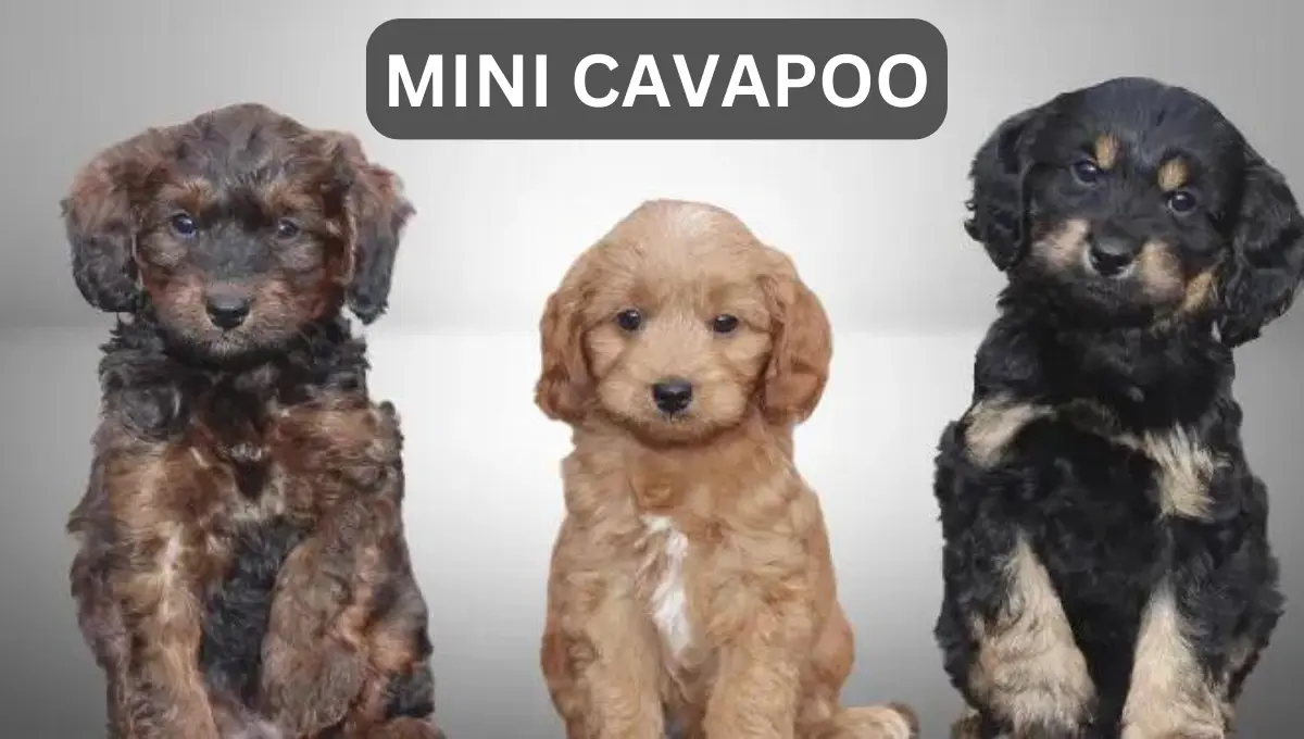 Contact Us - Mini Cavapoo