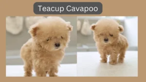 Teacup Cavapoo - The Controversy Over Miniature Cavoodle 5 Teacup Cavapoo – The Controversy Over Miniature Cavoodle