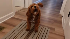 Do Cavapoos Bark a Lot? Understanding Their Barking Habits