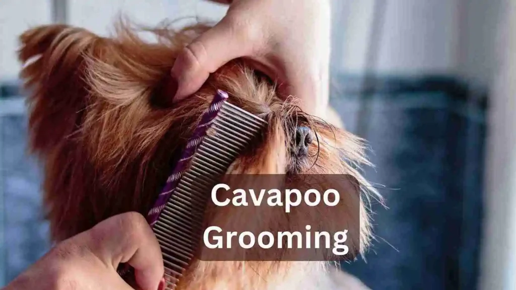 Cavapoo Grooming