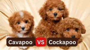 Cockapoo vs Cavapoo - Comparing Two Adorable Hybrid Breeds 5 Cockapoo vs Cavapoo – Comparing Two Adorable Hybrid Breeds